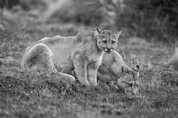Mono pumas drink from pond in scrubland