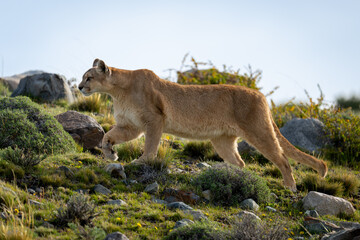 Puma climbs slope amongst rocks lifting paw