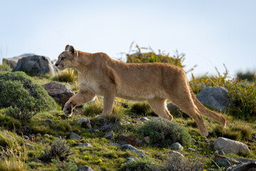 Puma climbs slope amongst rocks lifting foot