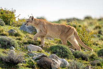 Puma climbs slope among rocks lifting paw