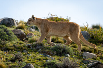 Puma climbs slope between rocks in sunshine