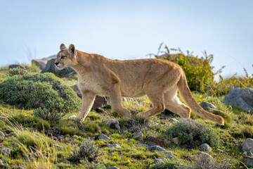 Puma crosses hillside amongst rocks in sunshine