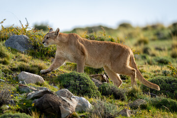Puma climbs slope between rocks on scrubland