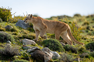 Puma climbs slope between rocks lifting paw