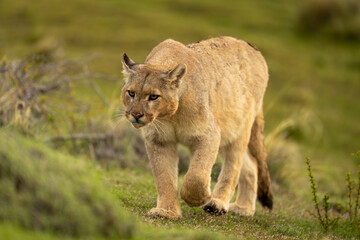 Puma climbs up grassy slope lifting paw
