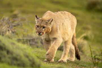Puma climbs up grassy hillside lifting paw