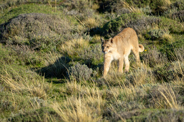 Puma crosses scrubland in sunlight staring ahead