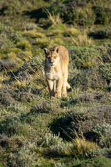 Puma crosses scrubland in sunshine toward camera