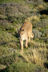 Puma crosses scrubland in sunlight towards camera