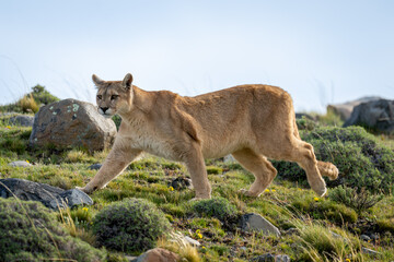 Puma crosses slope among rocks in sunshine