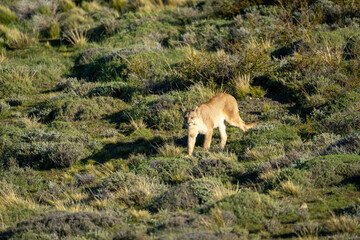 Puma crosses scrubland in sunlight casting shadow