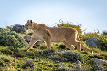 Puma crosses slope amongst rocks in sunshine
