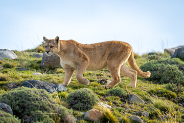 Puma crosses slope amongst rocks lifting foot