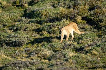 Puma crosses scrubland in sunshine casting shadow