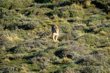 Puma crosses scrubland towards camera in sunshine