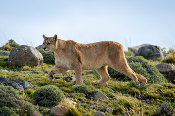 Puma crosses slope amongst rocks lifting paw