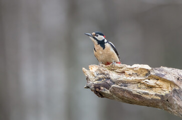 Great Spotted Woodpecker - male - in the wet forest in spring