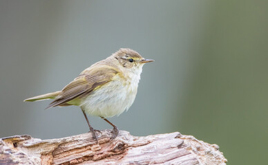 Common chiffchaff -  in early spring at a wetland 