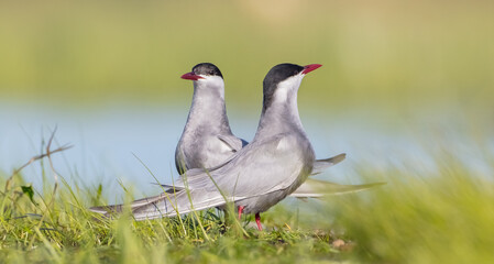 Fototapeta premium Whiskered tern - adult birds at a wetland in spring