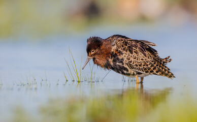 Ruff - male bird at a wetland on the mating season in spring