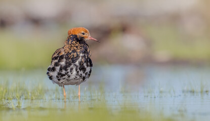 Ruff - male bird at a wetland on the mating season in spring
