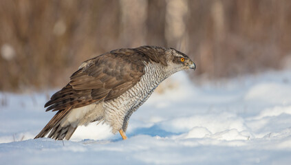 Northern Goshawk - adult bird at a wet forest in winter