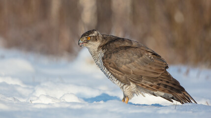 Northern Goshawk - adult bird at a wet forest in winter
