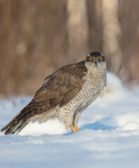 Northern Goshawk - adult bird at a wet forest in winter