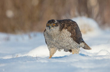 Northern Goshawk - adult bird at a wet forest in winter