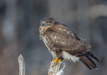Common Buzzard in spring at a wet forest