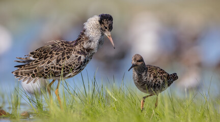  The ruff - pair at wetland on a mating season in spring