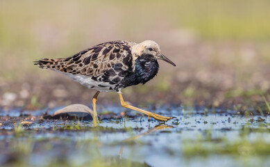 Ruff - male bird at a wetland on the mating season in spring