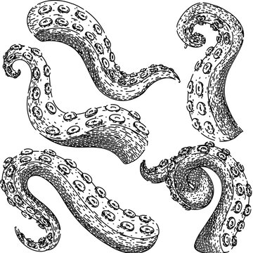 octopus kraken tentacle set hand drawn. squid sea, tattoo art, underwater fantasy octopus kraken tentacle vector sketch. isolated black illustration