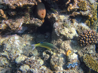 Colorful inhabitants of the coral reef of the Red Sea. Undersea world. Sea fish.