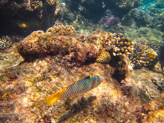 Colorful inhabitants of the coral reef of the Red Sea. Undersea world. Sea fish.