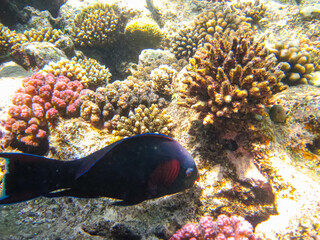 Colorful inhabitants of the coral reef of the Red Sea. Undersea world. Sea fish.
