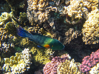 Colorful inhabitants of the coral reef of the Red Sea. Undersea world. Sea fish.