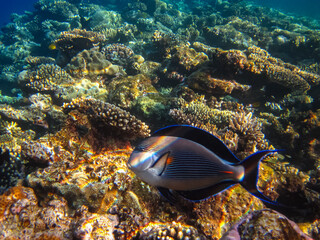 Colorful inhabitants of the coral reef of the Red Sea. Undersea world. Sea fish.