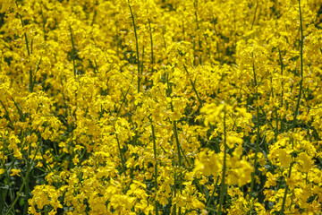 field of beautiful springtime golden flower of rapeseed with blue sky, canola colza in Latin Brassica napus, rapeseed is plant for green industry