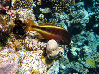 Colorful inhabitants of the coral reef of the Red Sea. Undersea world. Sea fish.