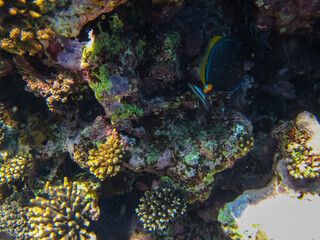 Colorful inhabitants of the coral reef of the Red Sea. Undersea world. Sea fish.