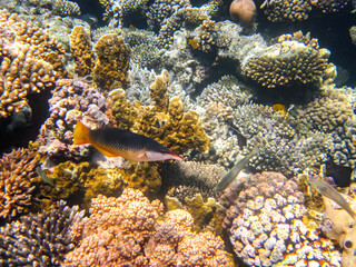 Colorful inhabitants of the coral reef of the Red Sea. Undersea world. Sea fish.