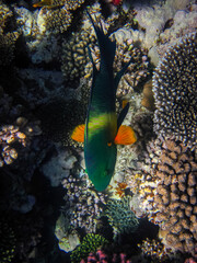 Colorful inhabitants of the coral reef of the Red Sea. Undersea world. Sea fish.