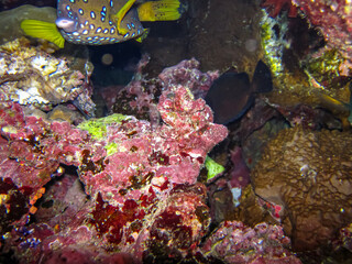 Colorful inhabitants of the coral reef of the Red Sea. Undersea world. Sea fish.