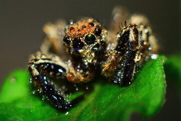 water drops on green leaf spider on the grass Closeup Eye Photo Short