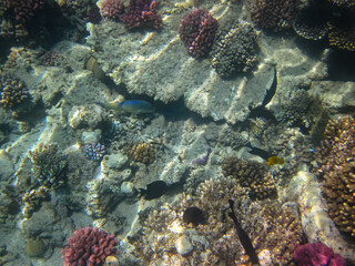 Colorful inhabitants of the coral reef of the Red Sea. Undersea world. Sea fish.