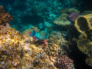 Colorful inhabitants of the coral reef of the Red Sea. Undersea world. Sea fish.