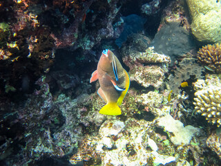 Colorful inhabitants of the coral reef of the Red Sea. Undersea world. Sea fish.