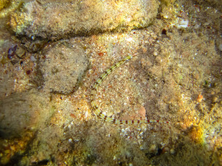 Colorful inhabitants of the coral reef of the Red Sea. Undersea world. Sea fish.