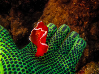 Colorful inhabitants of the coral reef of the Red Sea. Undersea world. Sea fish.